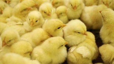 الزراعة توافق على تصدير كتاكيت بياض إلى الخارج بعد توقف أكثر من 14 عاما