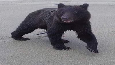 دب يحاول إسقاط طائرة مسيرة بعد إزعاجه | فيديو