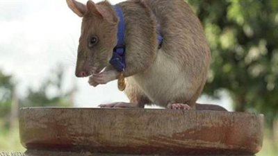 مؤسسة تمنح فأراً ميدالية ذهبية.. فما قصته؟