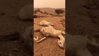 بالفيديو.. شاهد ماذا فعلت عاصفة في مجموعة من الإبل بالرياض