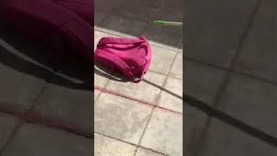 لحظة العثور على ثعبان داخل حقيبة طالبة (فيديو)