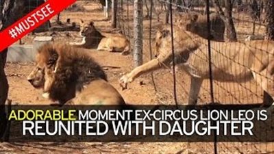 بالفيديو.. لقطات مؤثرة للم شمل أسد مع ابنته بعد خضوعه لعملية جراحية