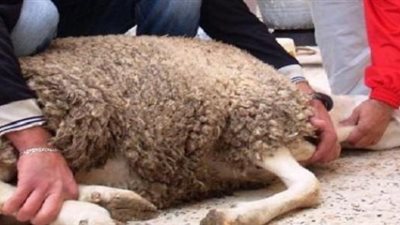 «بيطري بورسعيد»: «حسن المظهر والصوف اللامع» من شروط صحة الأضحية