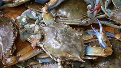 «الكابوريا» تسجل 38 جنيهًا بسوق الجملة