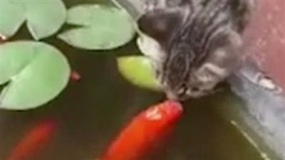 بالفيديو.. سمكة تربك قطة بتقبيلها