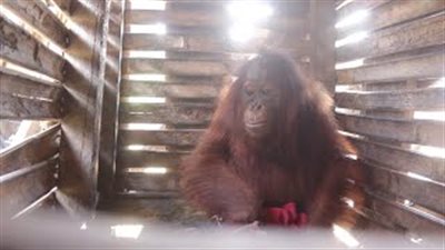 بالفيديو والصور.. إطلاق سراح «قرد» من قفص خشبي