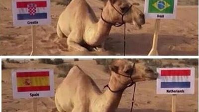 بالصورة.. الجمل 