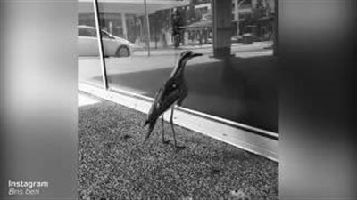 بالفيديو.. رد فعل طائر شاهد نفسه في واجهة بناية زجاجية