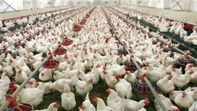 26 جنيها سعر كيلو الدواجن.. وكرتونة البيض بـ36 في الأسواق