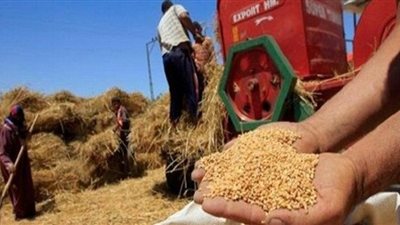 زراعة القليوبية: صوامع القمح جاهزة لتخزين 85 ألف طن قمح