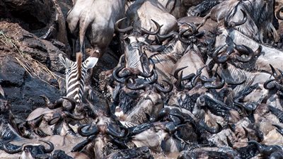 بالصور.. حمار وحشي يكافح الغرق بين قطيع حيوانات برية