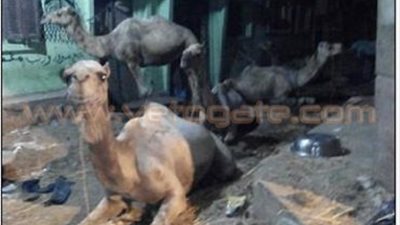 غرامه 10 آلاف جنيه على «الجزارين» بالقليوبية