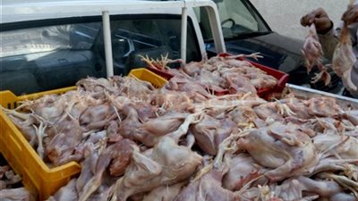 مصادرة 2 طن دواجن مجمدة فاسدة داخل سيارة بالمرج