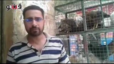 بالفيديو.. الدواجن البلدي تسجل 36 جنيها للكيلو بسوق الوفاء والأمل