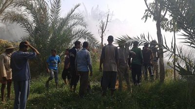 حريق يلتهم 40 نخلة بالوادى الجديد