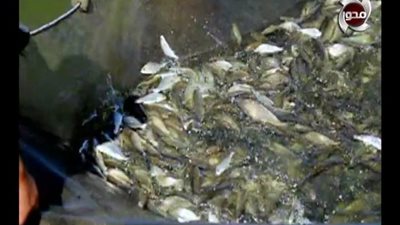 «مصر أحلى» يرصد باكورة إنتاج الأسماك في بركة غليون بكفر الشيخ