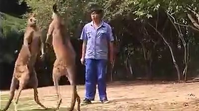 بالفيديو والصور..