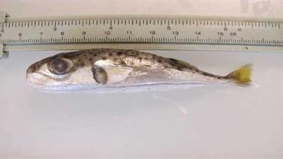 مصر ترفض عرضًا أوروبيًا لمنع هجرة أسماك قاتلة من قناة السويس