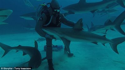 شاهد كيف روض غواص سمكة قرش أسفل المياه (فيديو )