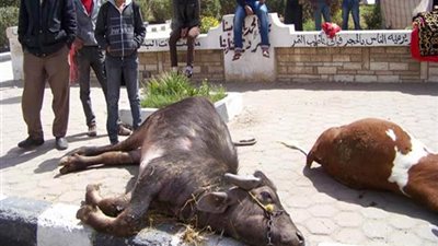 ظهور بؤرة للحمى القلاعية وأخريين لـ «إنفلونزا الطيور» بالمنيا