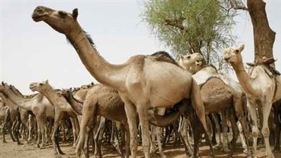 وصول 4556 رأس إبل قادمة من السودان إلى أسوان