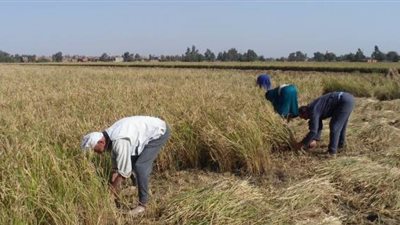 شعبة الأرز: المضارب فارغة والفلاحون يرفضون بيع المحصول
