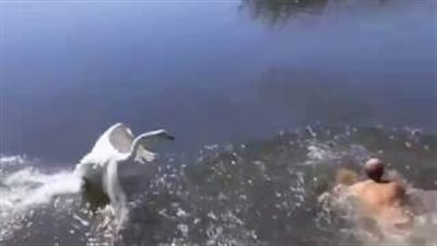 بالفيديو والصور.. «وزتان» تهاجمان رجلا أثناء سباحته