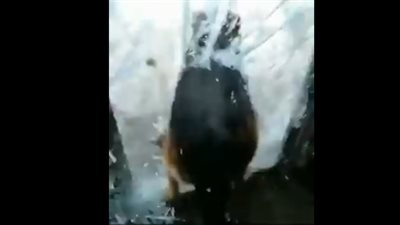 كلب يحطم زجاج باب بطريقة مروعة (فيديو)