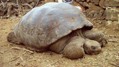 إنقاذ سلحفاة معمرة علقت في شباك أحد الصيادين اللبنانيين