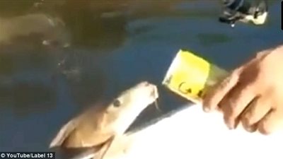 سمكة تسبح نحو قارب لتناول البيرة (فيديو وصور)