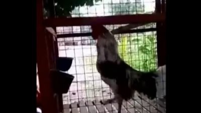 ديك يثير الدهشة بإصدار صياح شبيه بضحكات البشر (فيديو)