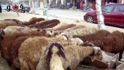 بالفيديو.. تجار ماشية: «السوق واقف ومفيش حد هيضحي»