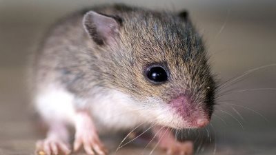 علماء يتوصلون إلى أجسام مضادة بشرية تحمى الفئران من الملاريا