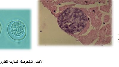 أستاذ أمراض مشتركة: رعي الأغنام على القمامة كارثة صحية