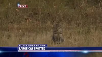 بالفيديو.. قط  يسرق الأضواء من مذيع خلال بث تليفزيوني مباشر