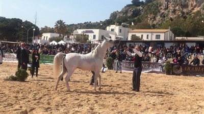 5 ملايين جنيه أرباح مزاد الخيول بمحطة الزهراء