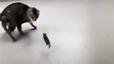 فأر يطارد قطًا على طريقة «توم وجيري» (فيديو وصور)