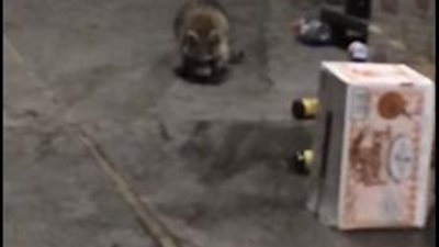 بالفيديو.. حيوان يترنح من شدة السكر