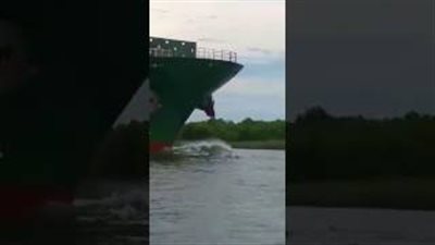 بالفيديو.. رصد دولفين نادر لونه وردي في ولاية لويزيانا