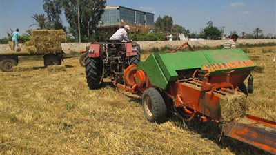 مسئولو مجلس مدينة طلخا يشاركون الفلاحين في جمع قش الأرز