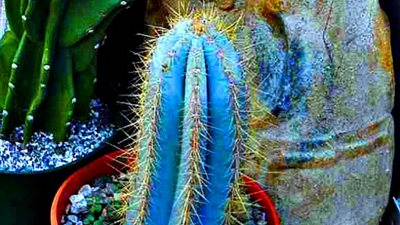 أبحاث علمية: الصبار الأزرق علاج مفيد لهشاشة العظام