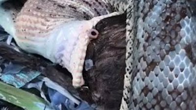 بالفيديو والصور.. أغرب طريقة لتنفس ثعبان يبتلع قطا