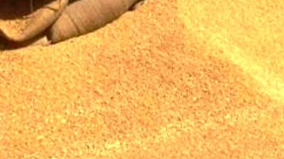 توريد 30 طن قمح في المنوفية في أول يومين من موسم الحصاد