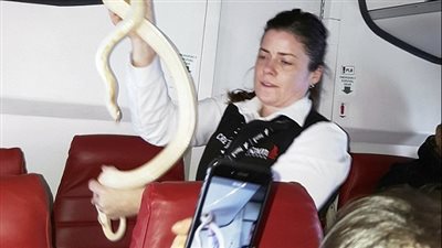 بالصور.. مضيفة شجاعة تسيطر على ثعبان أثار ذعر ركاب طائرة