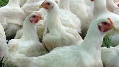 «الأهرام للمجمعات» تطرح 25 طن دواجن يوميا بعد خفض السعر جنيهان
