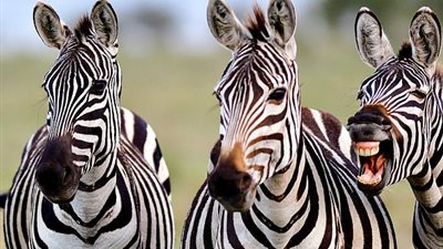 بالصور.. رد فعل غريب لحمار وحشي أثناء تصوير قطيعه