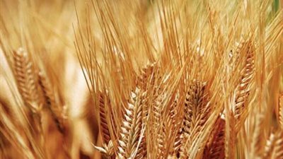 «تموين شمال سيناء»: صومعة القنطرة شرق توفر القمح للمحافظة