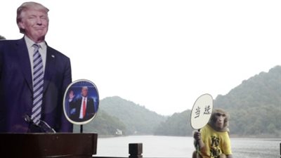 قرد صيني يتوقع فوز «ترامب» في انتخابات الرئاسة الأمريكية