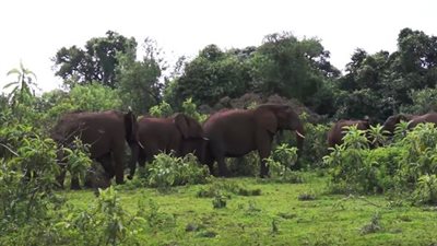 بالفيديو.. لحظة هجوم فيل على مصور