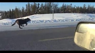 بالفيديو والصور.. ذئاب تسابق سيارة على طريق في كندا